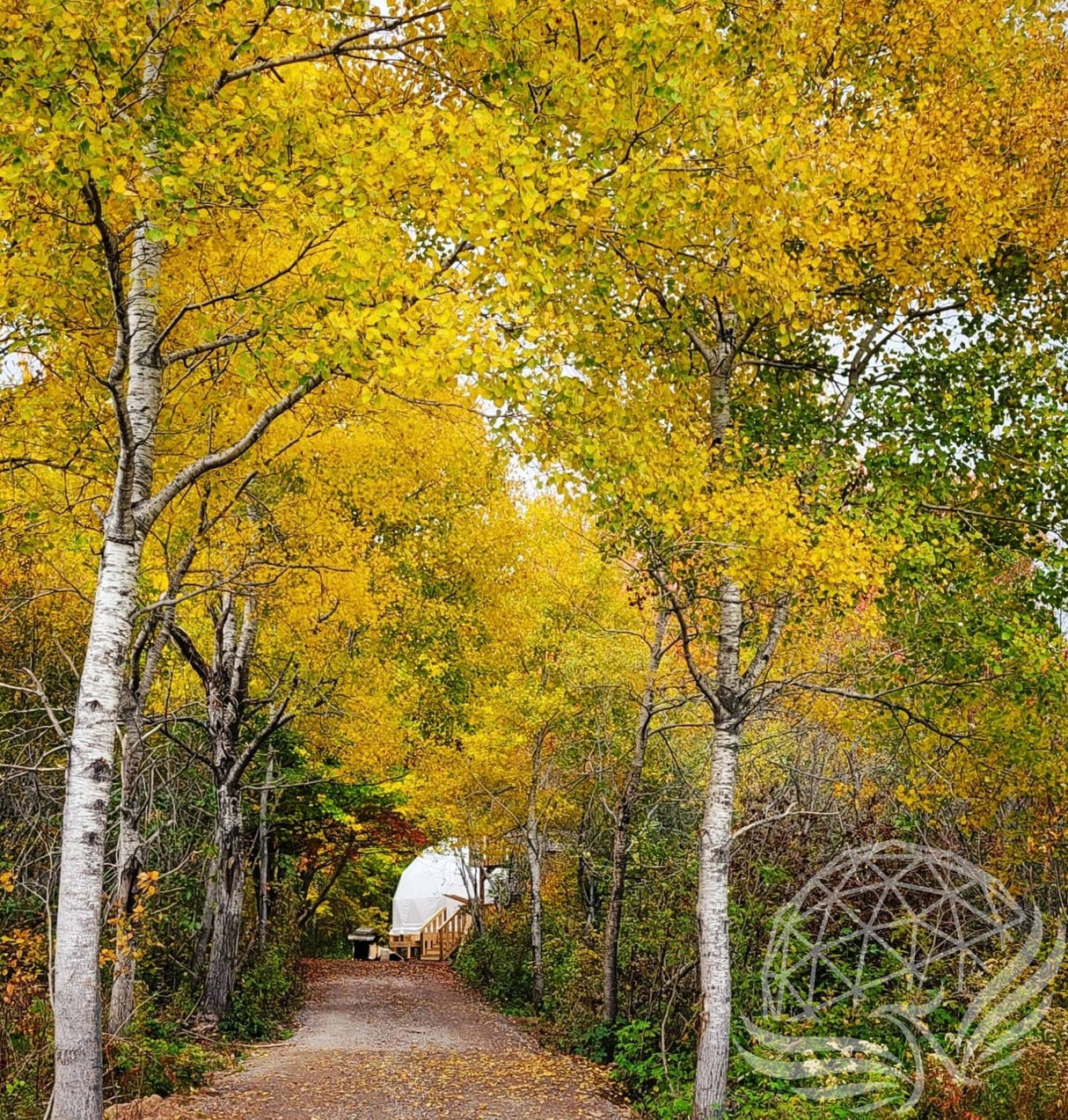 20ft / 6m Phoenix Dome